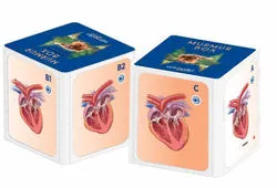 Custom branded teaching aid for pharmaceutical representatives